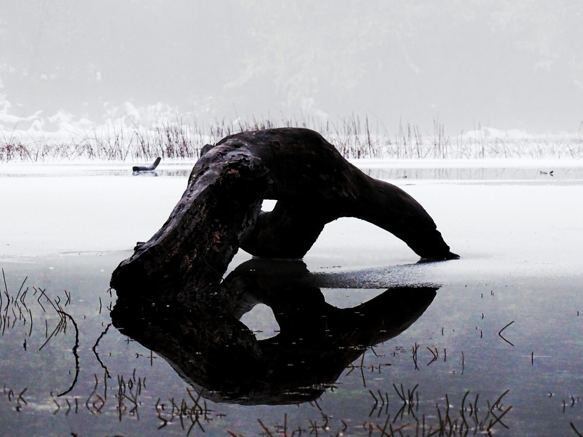 Abstract nature photography in Pucón by Daniel Culloty