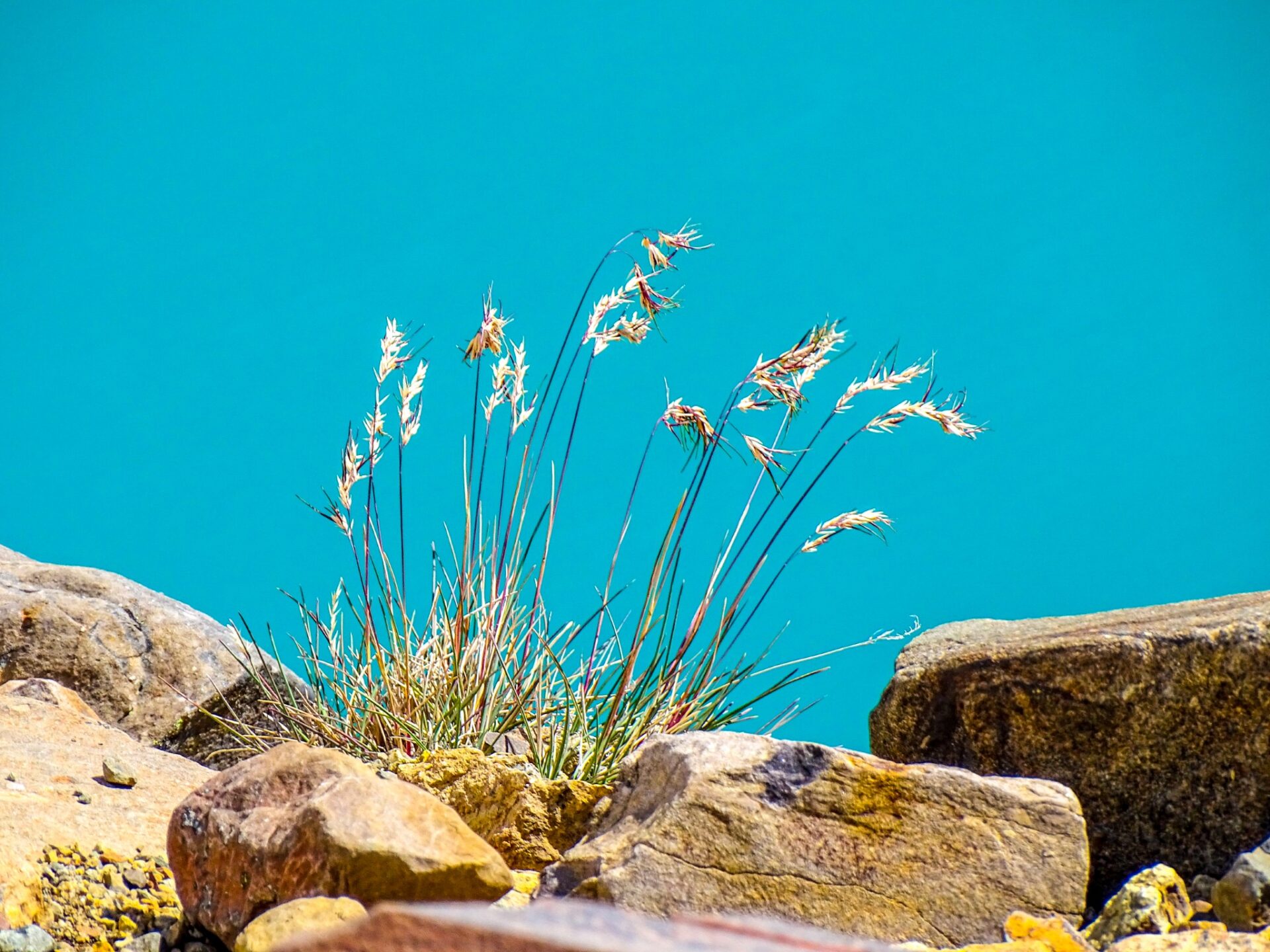 Delicate grass growing among rocks beside vivid blue water