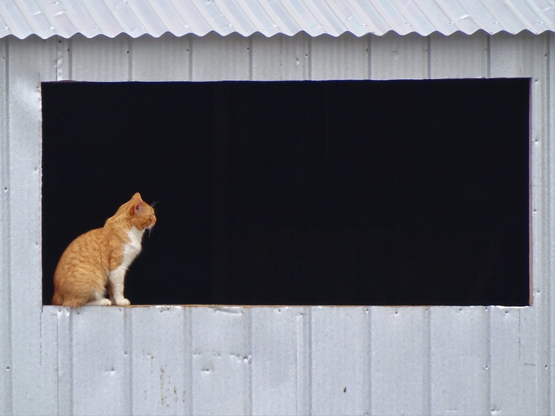 Orange cat sitting within a geometric window opening against a dark background