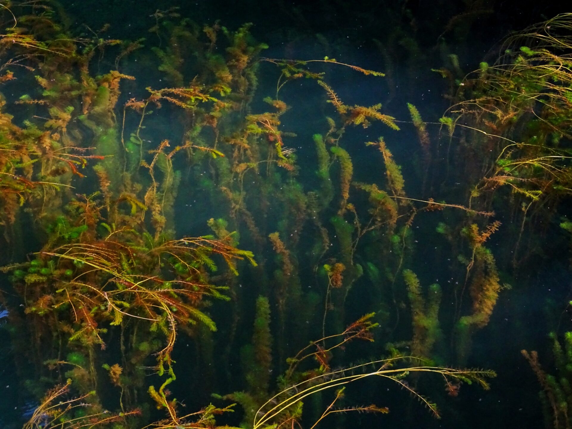 Aquatic plants beneath the surface of Lago Verde creating abstract patterns and textures