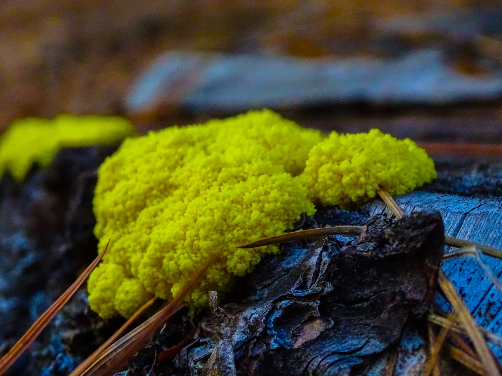 Close-up of bright yellow fungus growing on decaying wood in a forest environment