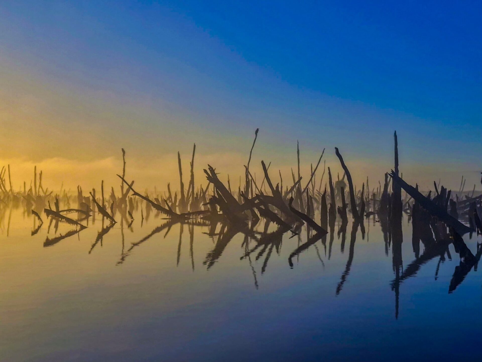Abstract reflections of weathered tree stumps in calm water at Río Chepu, Chiloé Island, Chile