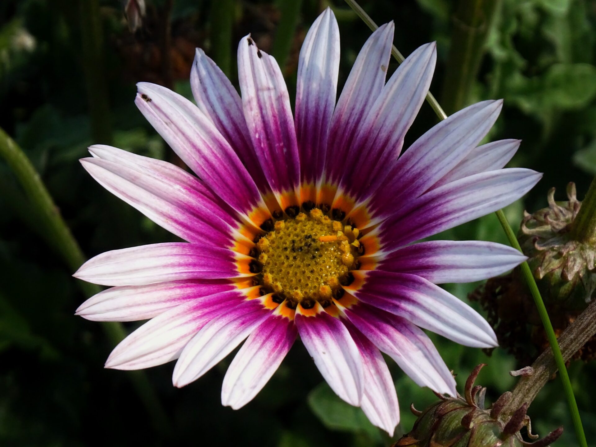 Close-up of a purple and white flower with vibrant radial patterns