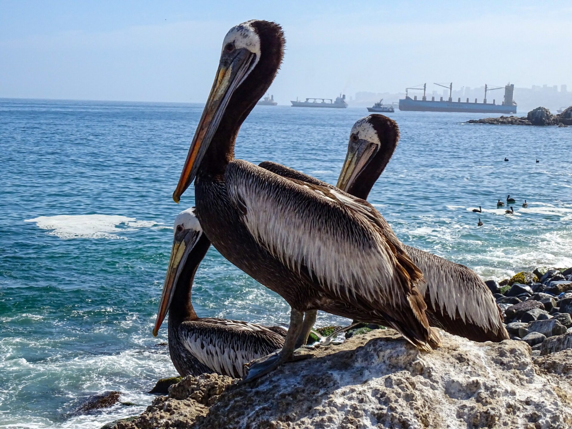 Brown pelicans resting on coastal rocks in Viña del Mar, Chile