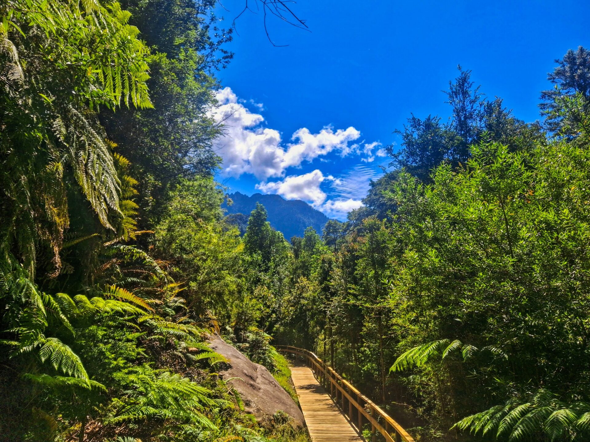 Boardwalk through the ancient Alerce forest in Alerce Andino National Park, Chile