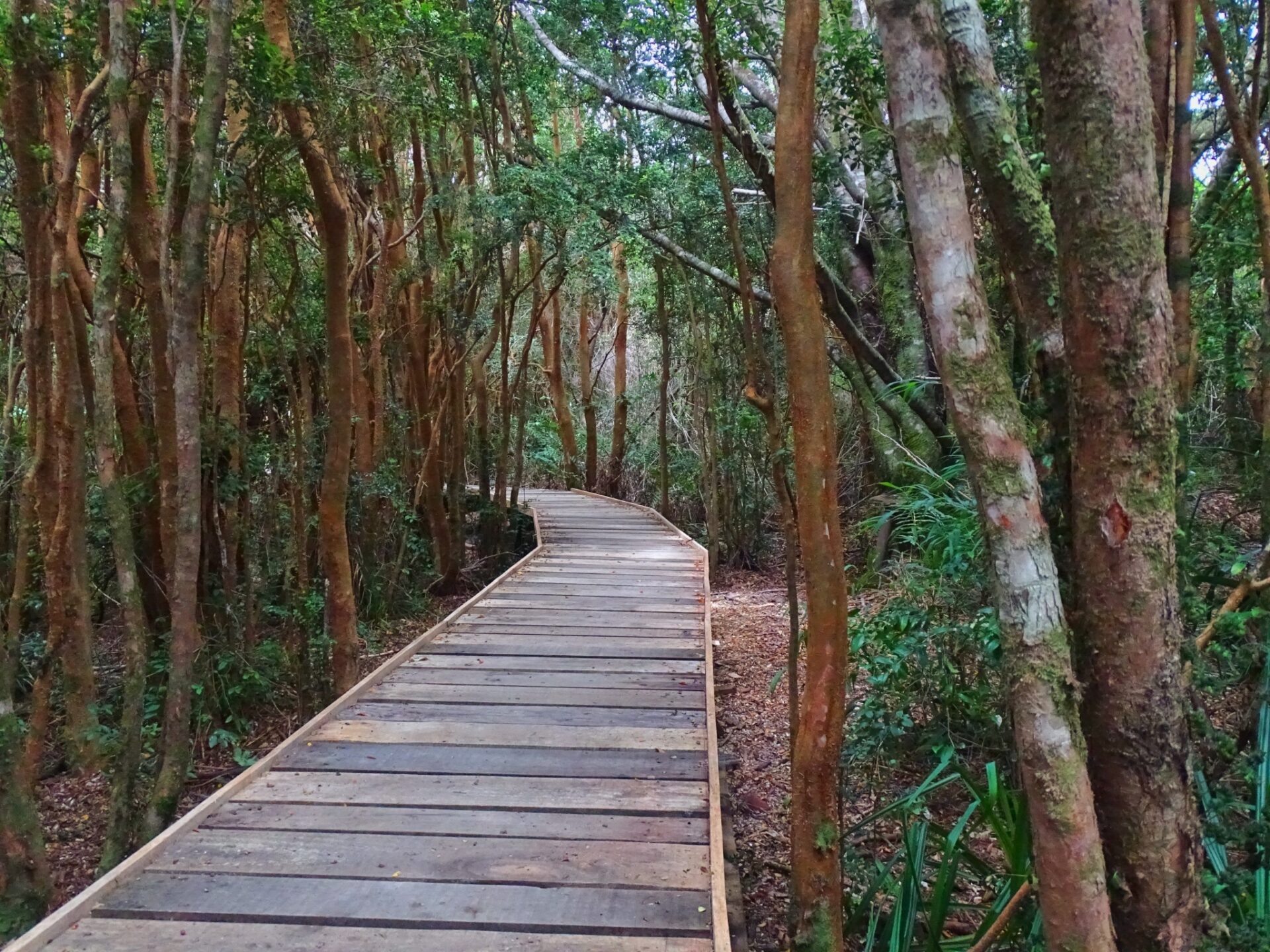 Wooden boardwalk winding through native forest in Chiloé National Park, Chile