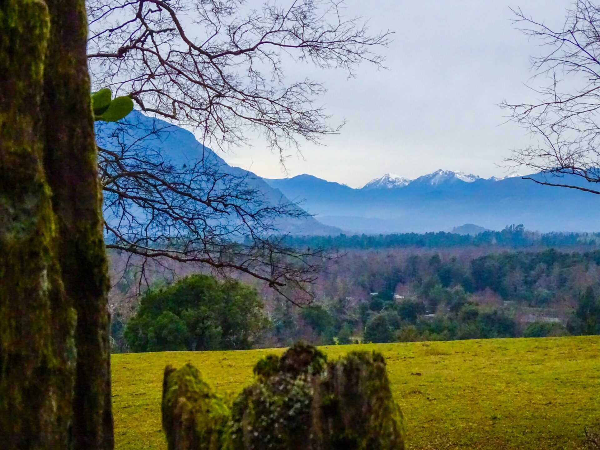 View of forest and snow-capped Andes mountains near Pucón, Chile, framed by native trees