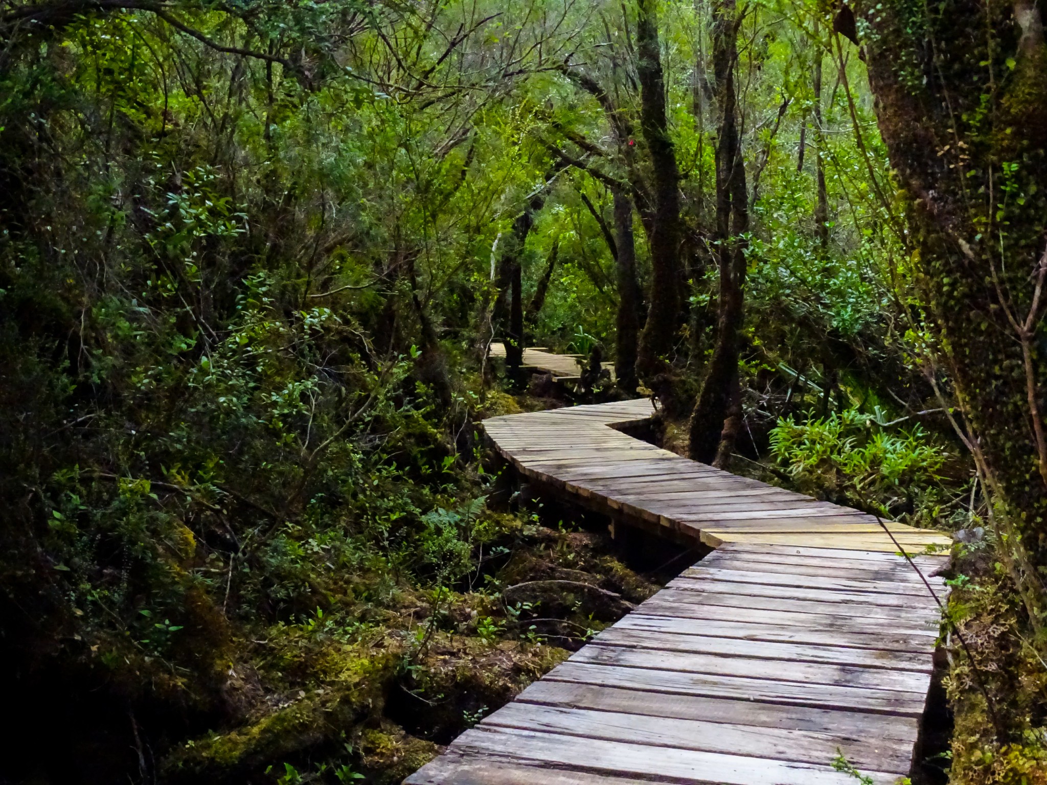 Wooden boardwalk winding through a dense temperate rainforest in Chiloé National Park, Chile.
