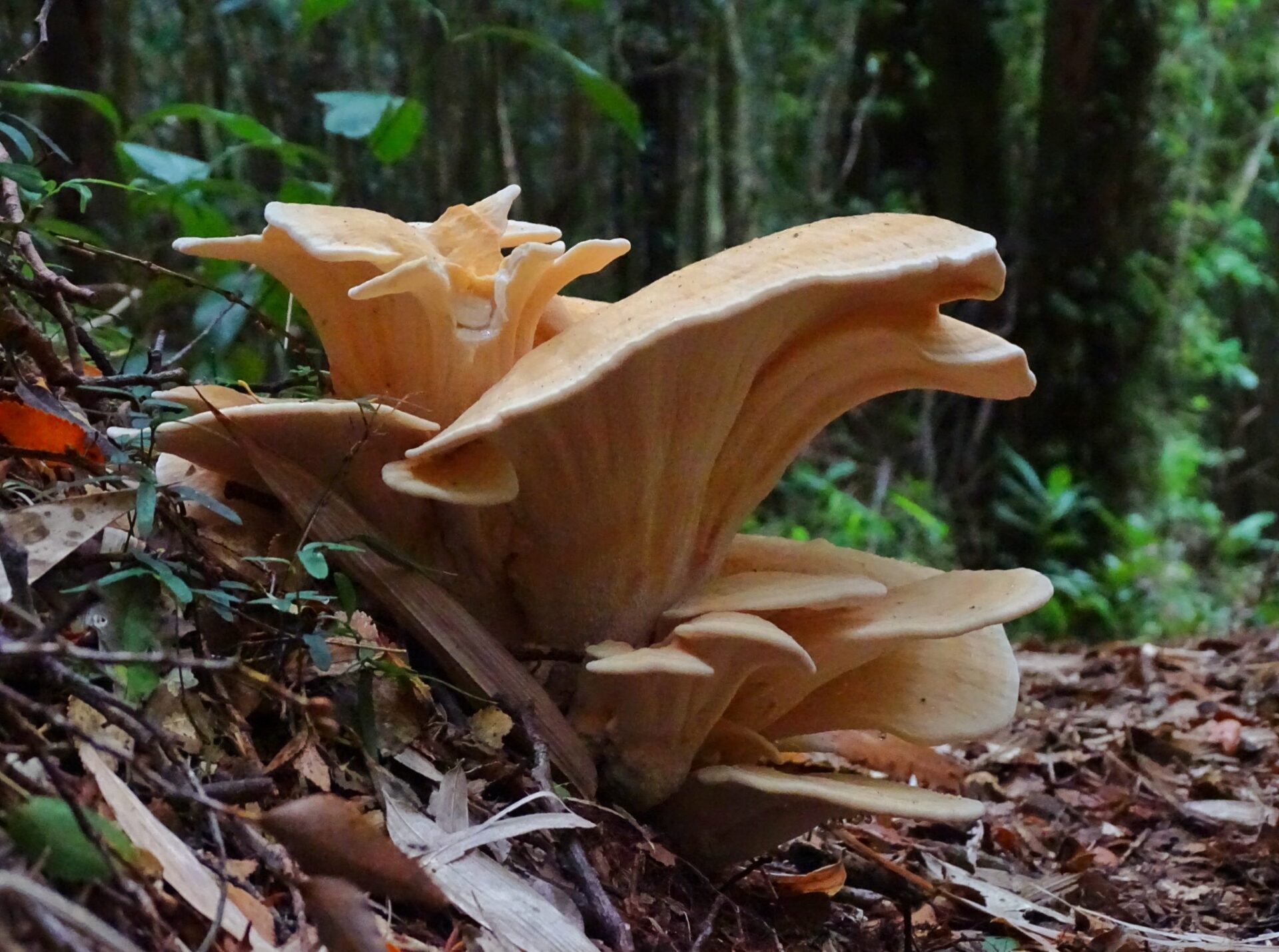 Large pale forest mushrooms growing on the floor of Parque Tepuhueico's temperate rainforest in Chiloé, Chile
