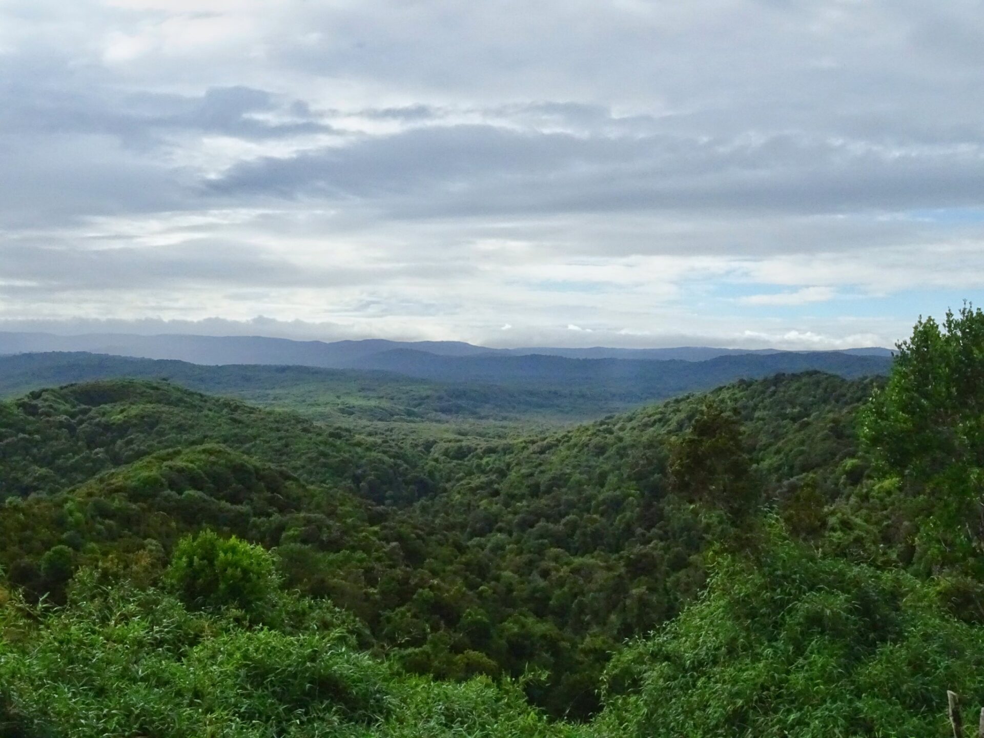View over the coastal forest of Parque Tepuhueico, Chiloé Island, Chile, under a cloudy summer sky