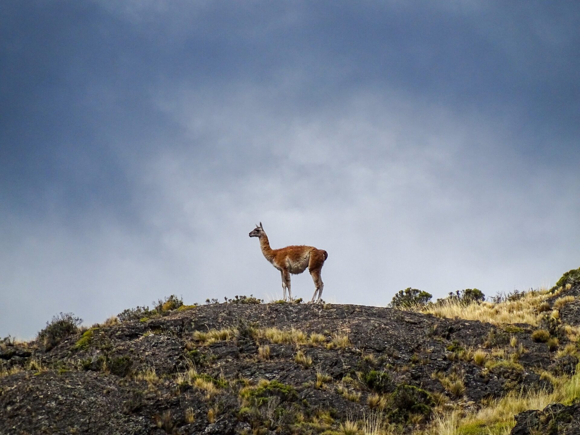 A lone guanaco standing on a rocky hillside in the Patagonian wilderness of southern Chile
