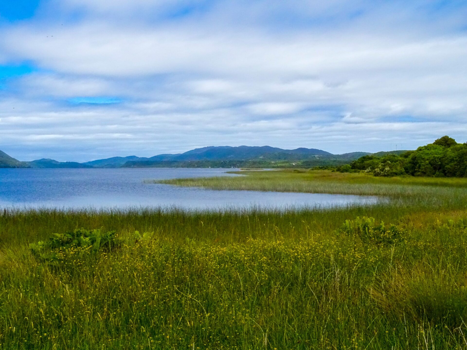 Wetlands and shoreline vegetation in Chiloé National Park beneath an overcast coastal sky.