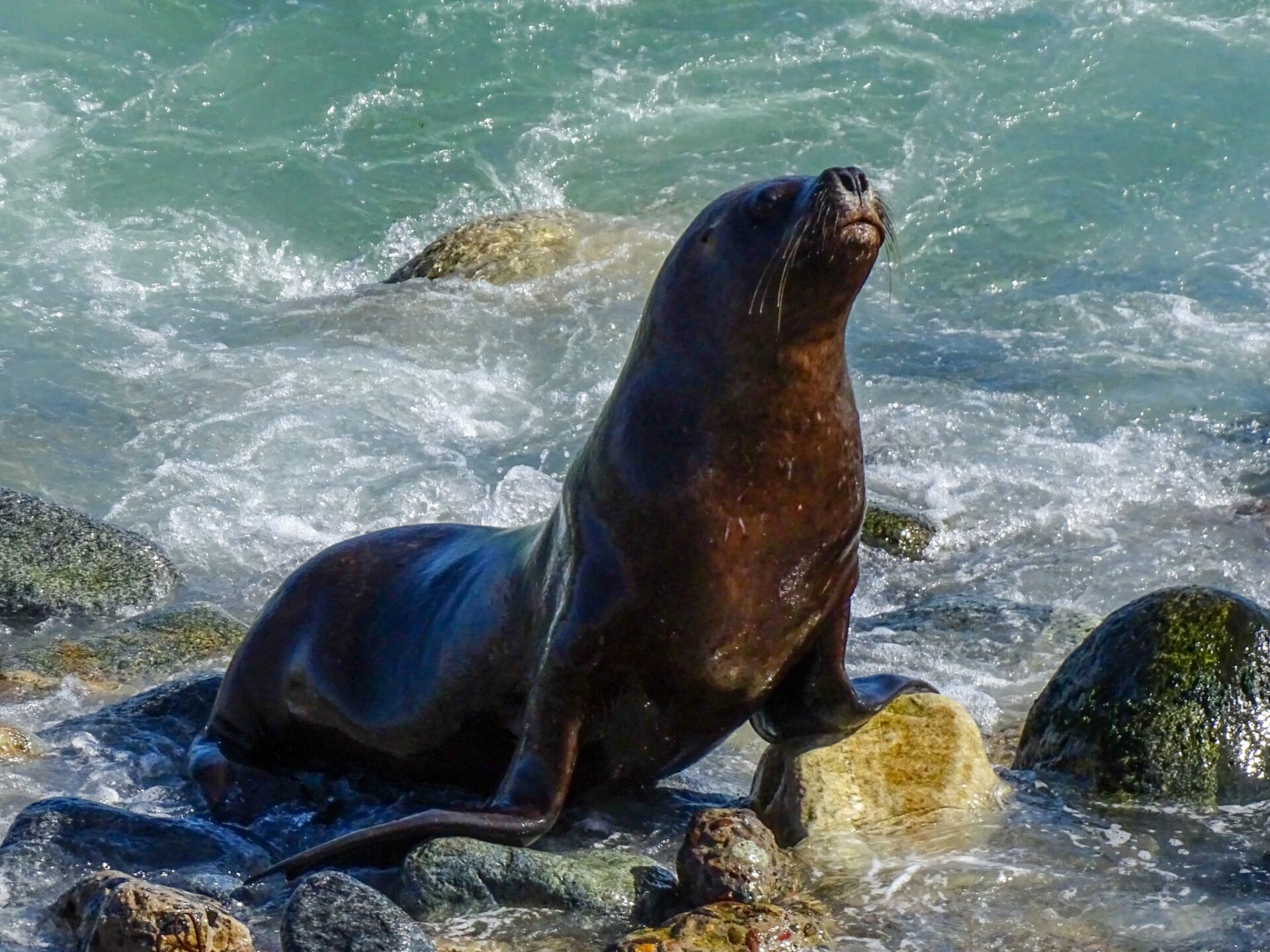 South American sea lion emerging from the surf among coastal rocks along the Patagonian shoreline.