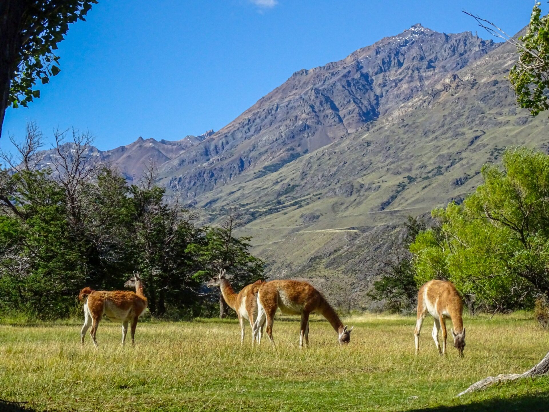 Group of guanacos grazing in a Patagonian meadow beneath rugged Andean mountains.