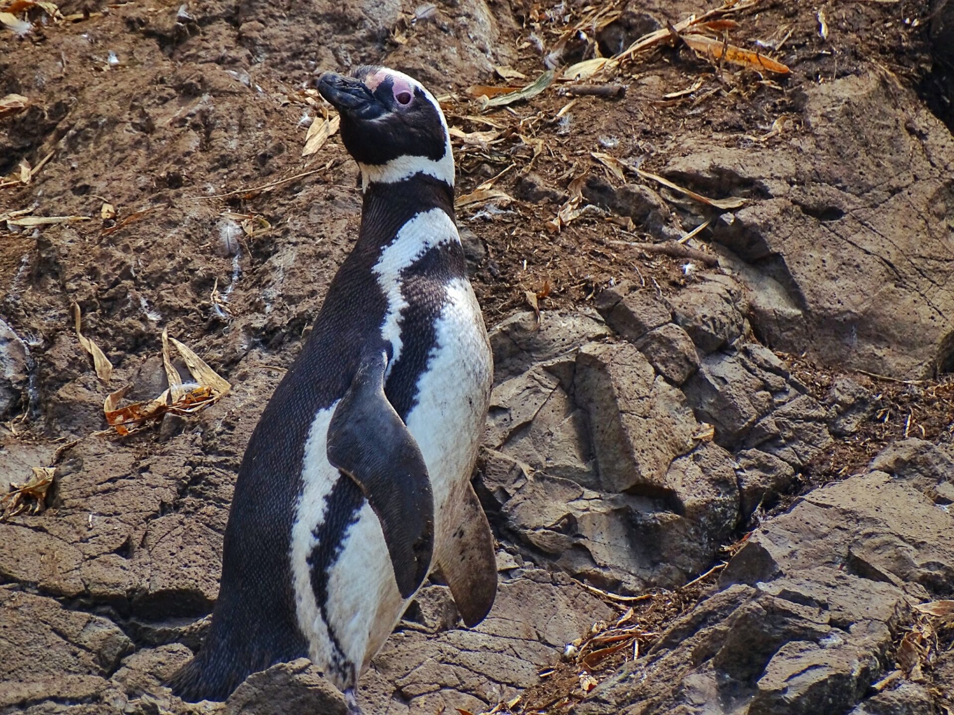 Humboldt penguin standing on a rocky coastal slope in its natural habitat.