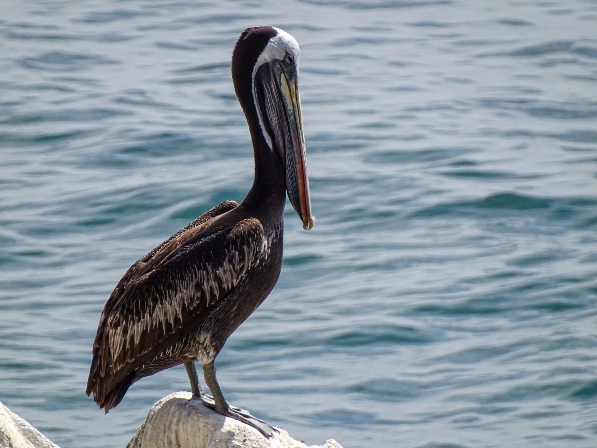 Brown pelican perched on a coastal rock overlooking the ocean.