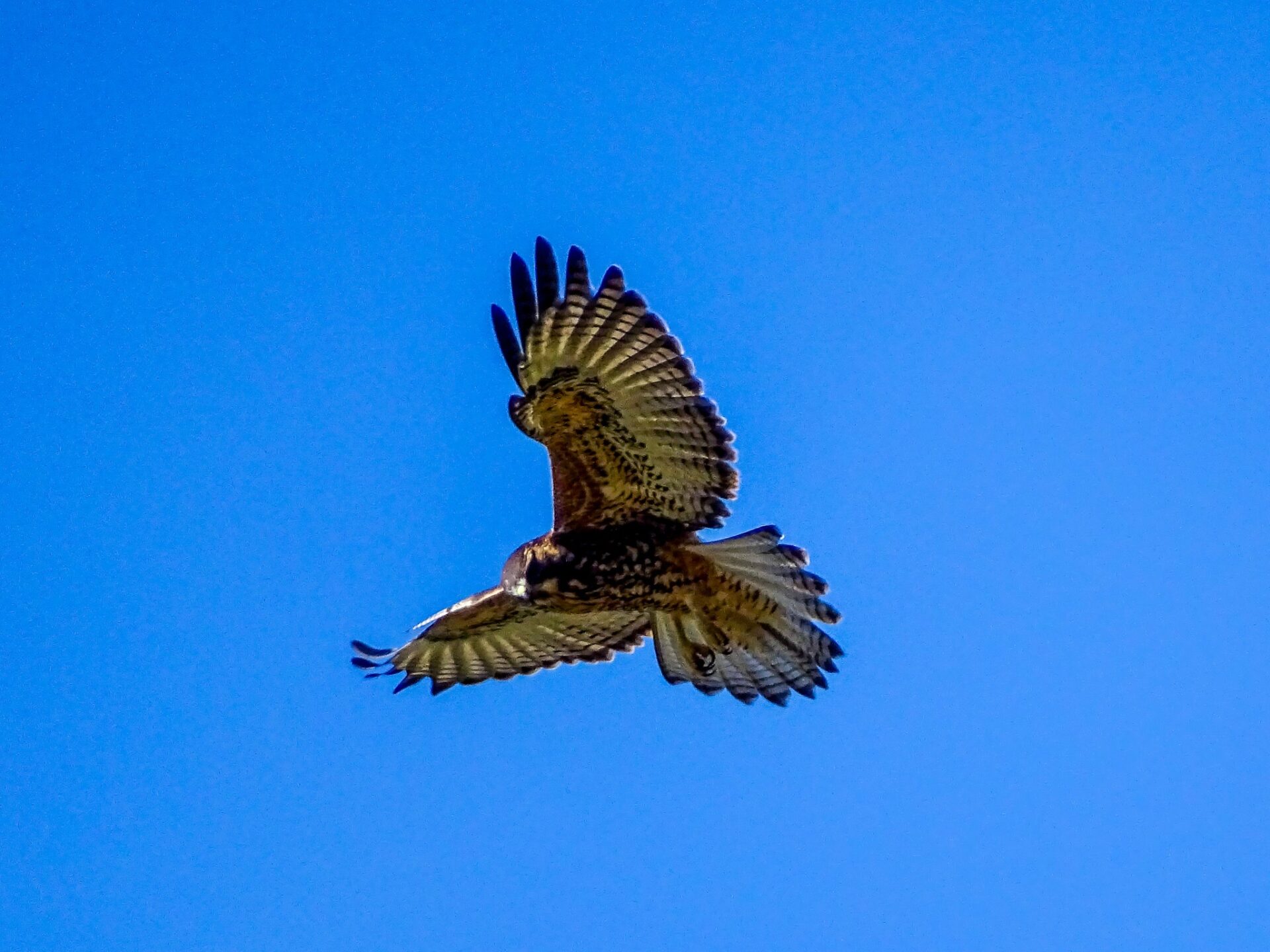 Bird of prey soaring through a clear blue Patagonian sky with wings fully extended.