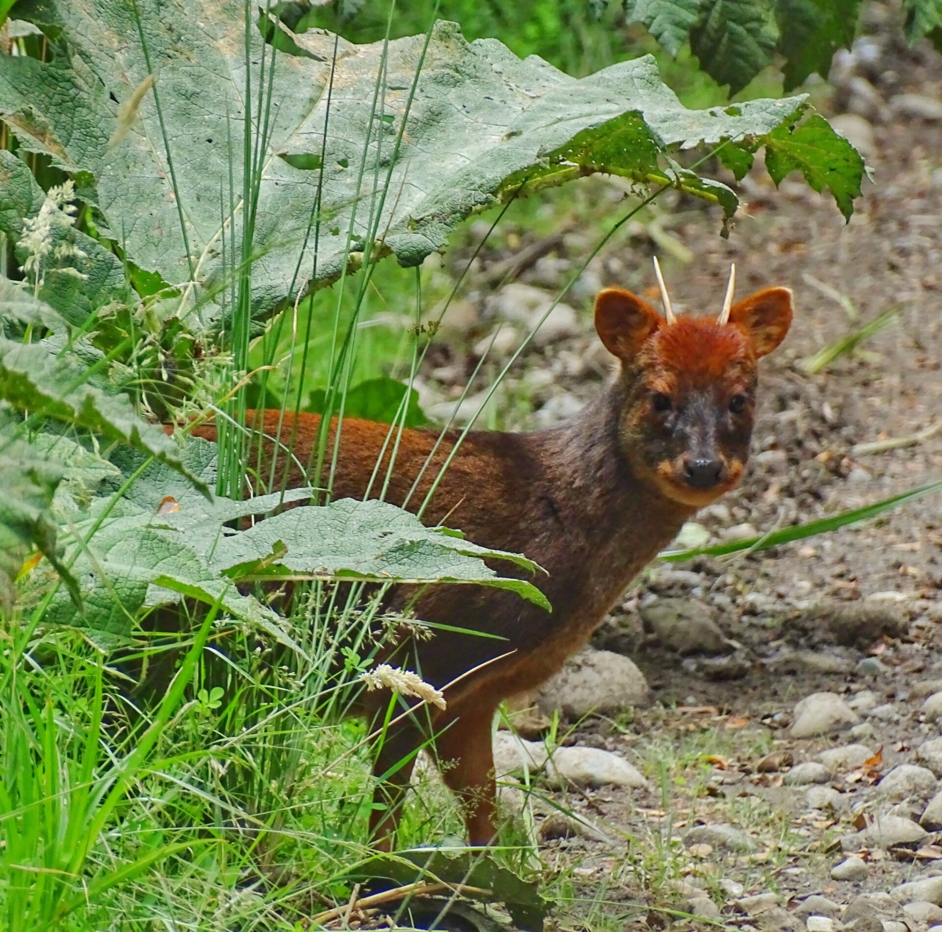 Southern pudú standing among dense vegetation and large forest leaves in a Patagonian woodland.