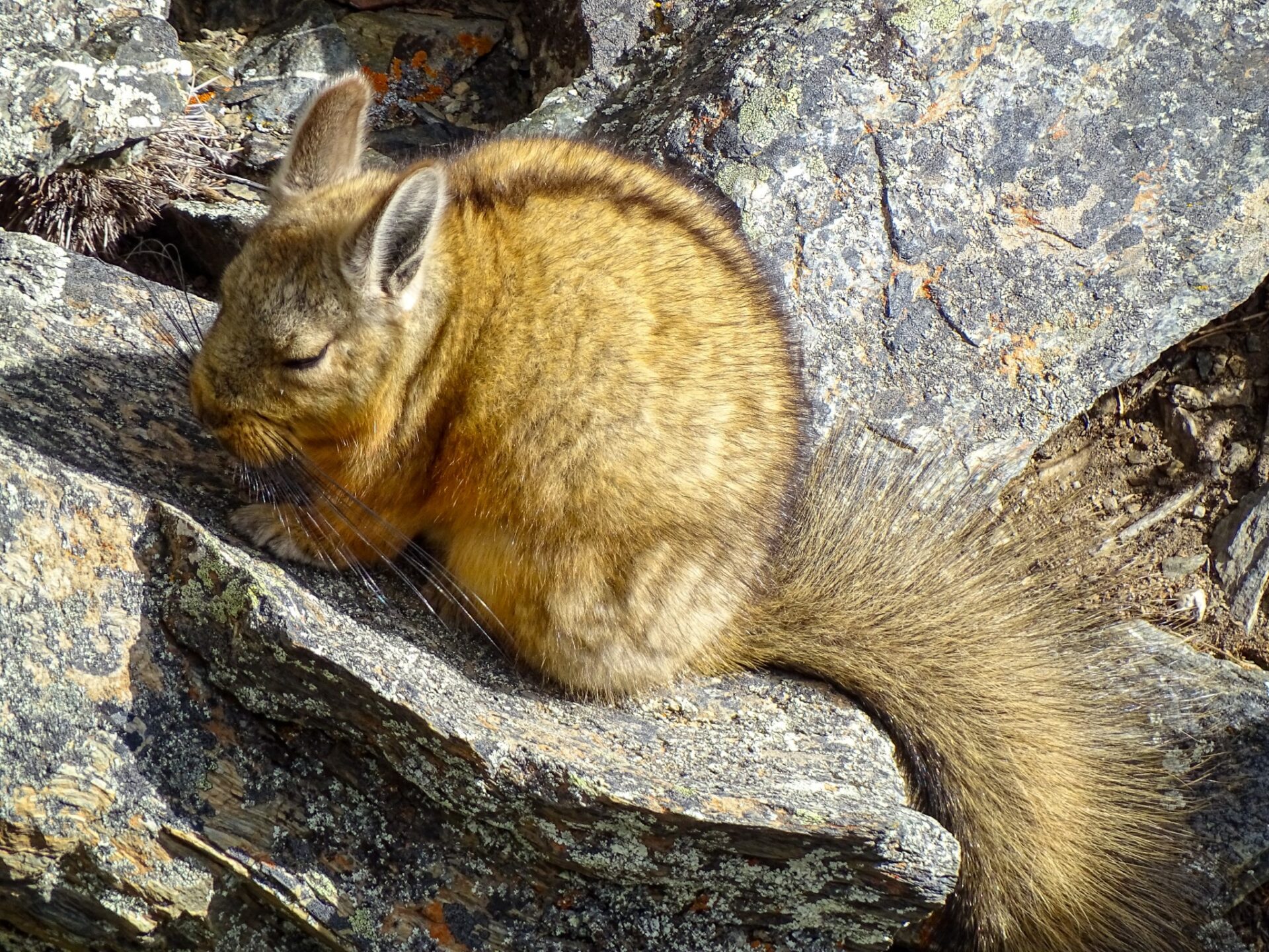 Patagonian viscacha resting among rocky outcrops in a mountainous landscape.