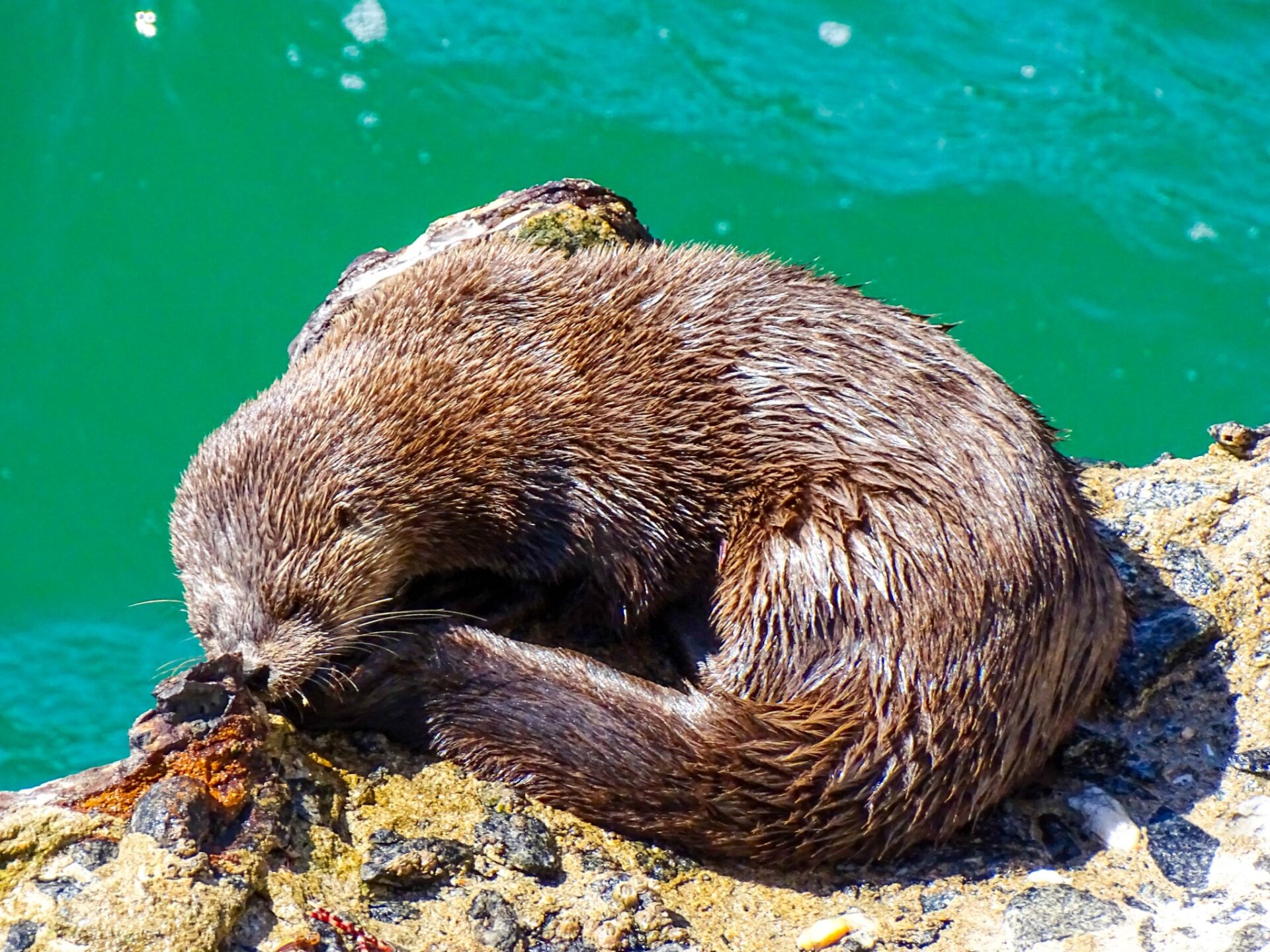 Sea otter curled up asleep on a rocky shoreline beside calm turquoise water.