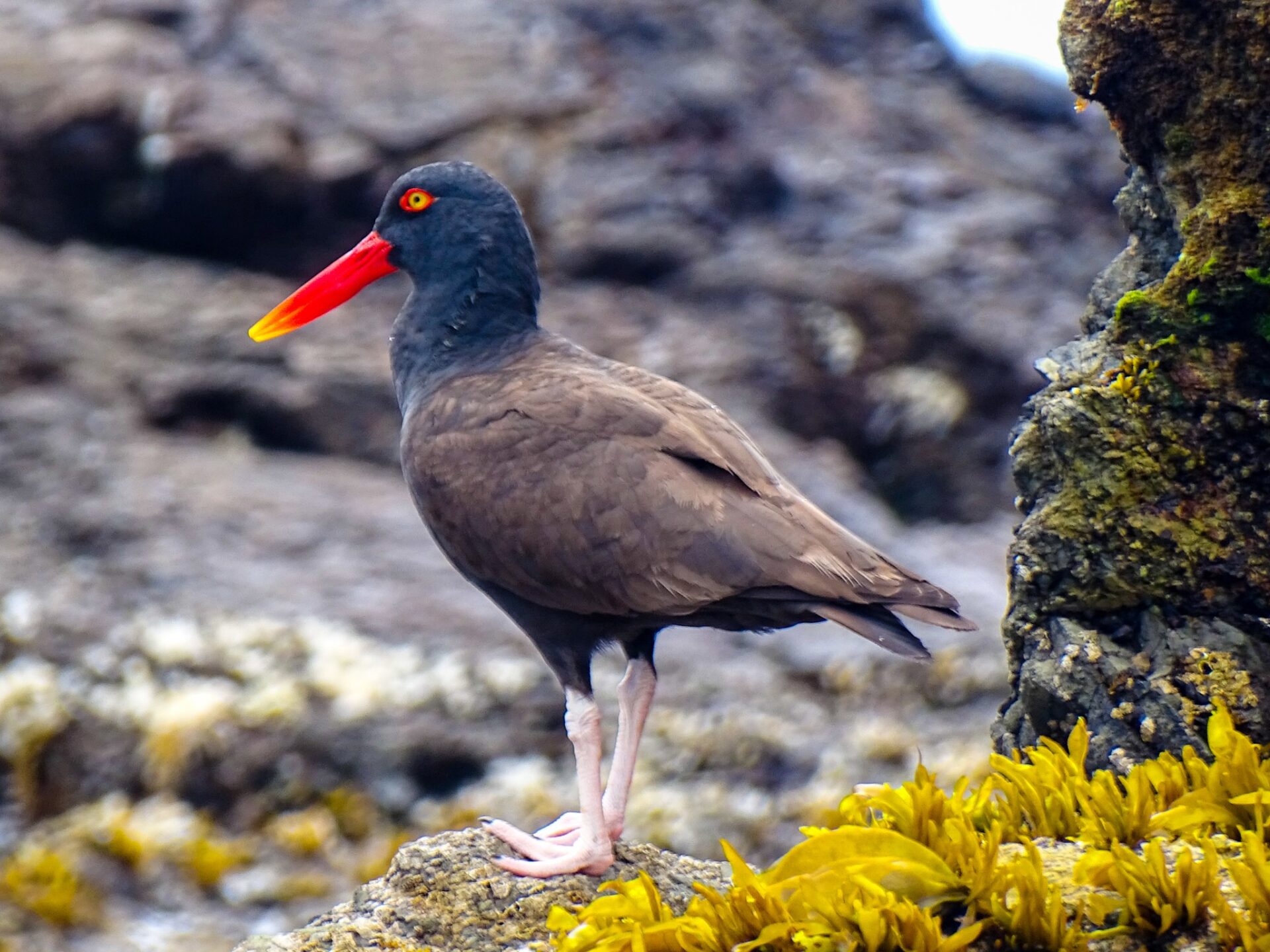 Black oystercatcher standing on a rocky shoreline, displaying its vivid red-orange bill and bright yellow eye.