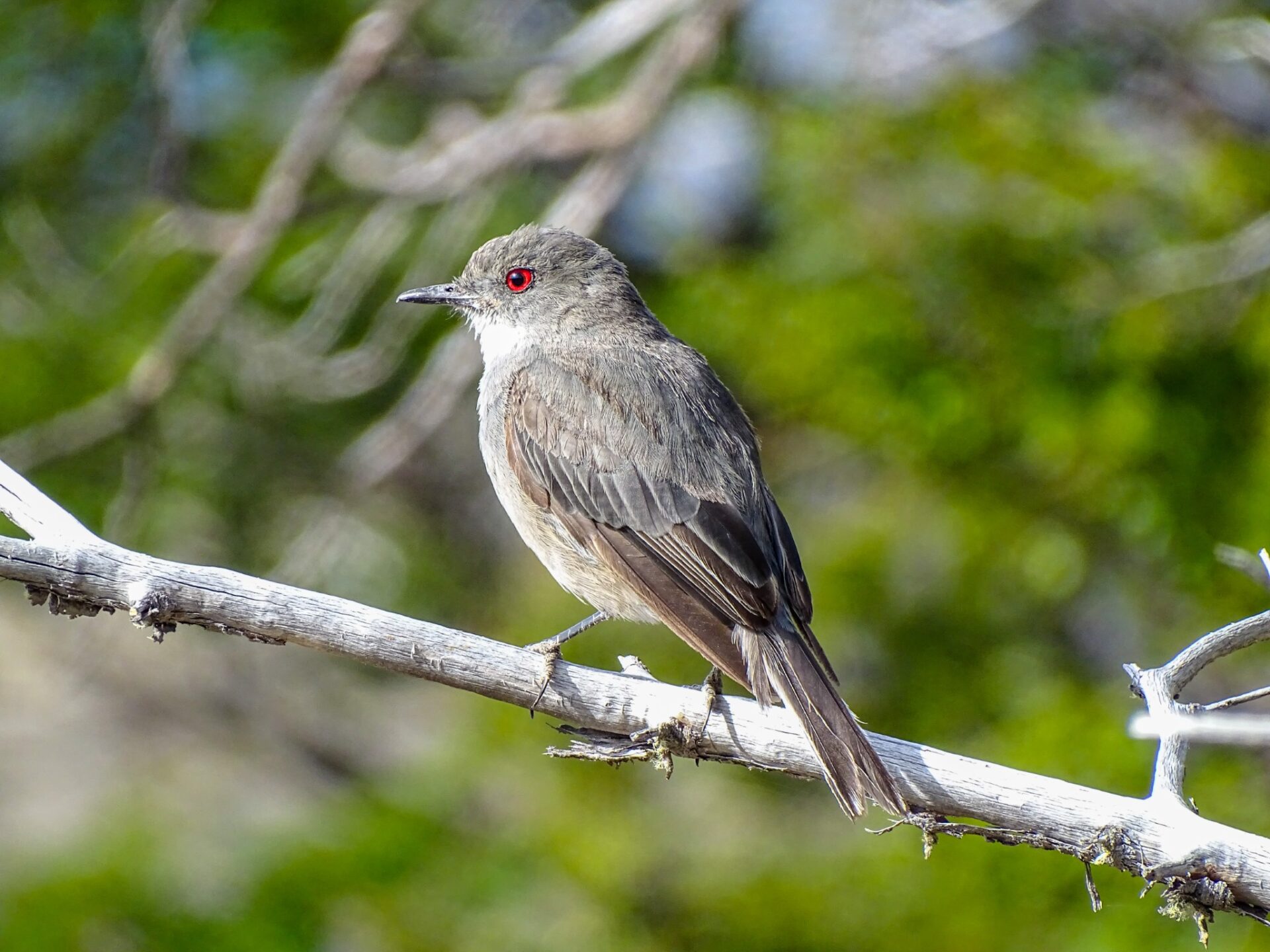 Diucón perched on a branch with its distinctive red eye visible against a blurred natural background.
