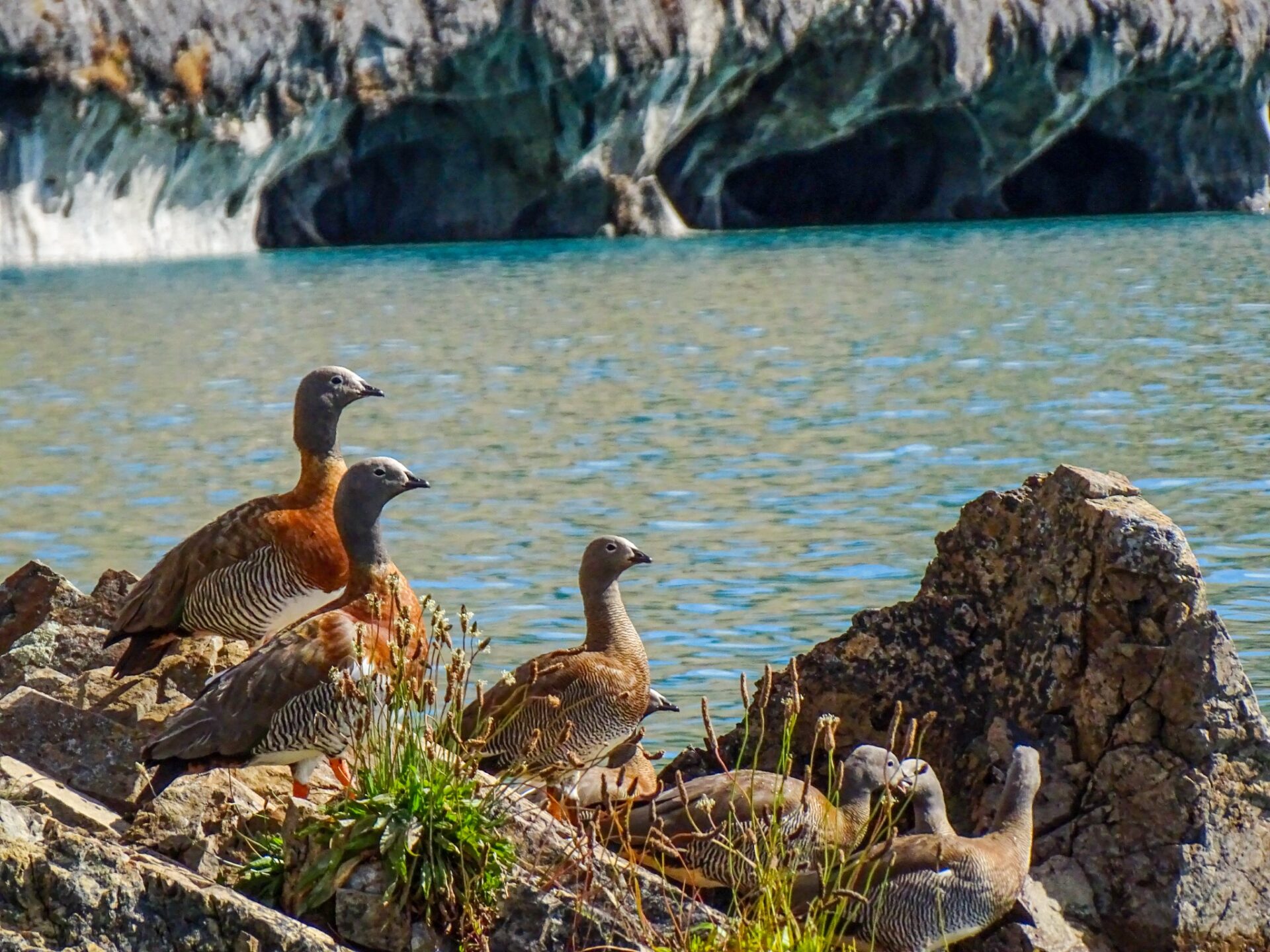 Caiquén geese gathered on a rocky shoreline beside calm Patagonian waters.